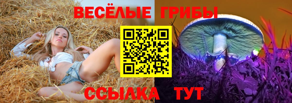 Псилоцибиновые грибы Psilocybe Родники